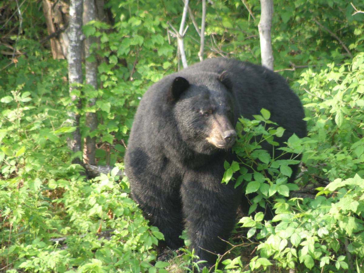 Keep Bears In Mind When Preparing To Compost